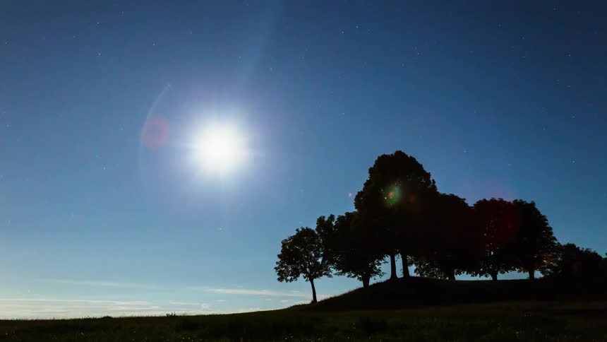 A grove of trees on a clear day