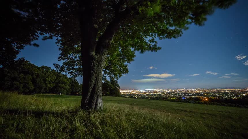 The wind blows trees and grass on a hillside overlooking a city
