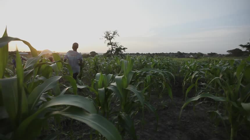 A group of black boys run through a cornfield