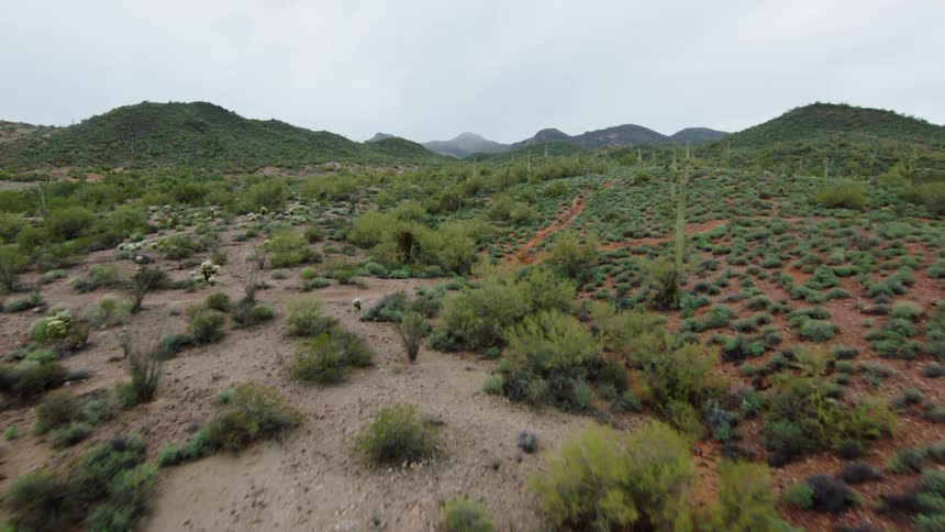 Skimming over green cacti and shrubs growing along a natural desert landscape
