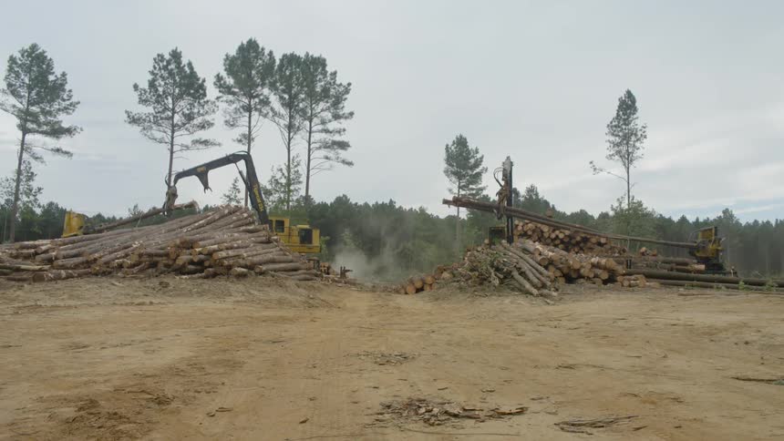 Timber is stripped and stacked by logging equipment