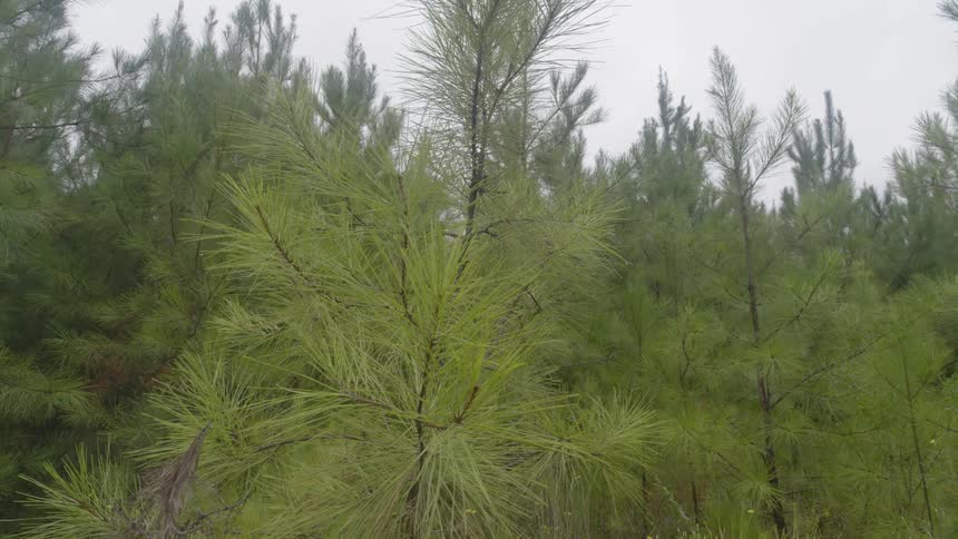 Piney needles on some trees in a wooded area