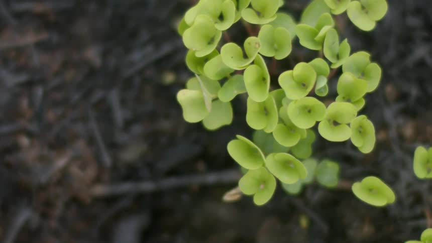 Seedlings sprout out from the dirt