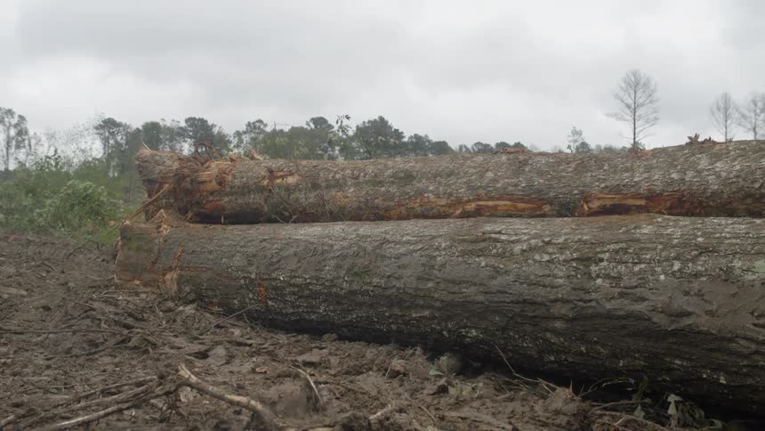 A fallen log lays on its side in a field