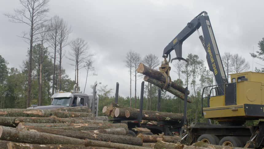 Cut down trees are loaded onto a truck