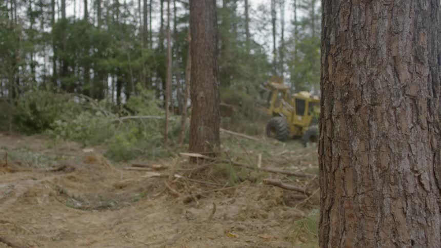 The large construction vehicle is destroying trees in the distance