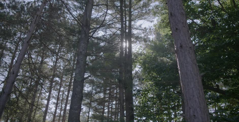 Sunlight shines through tall forest trees