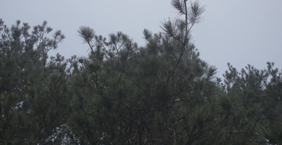 Tree branches tower overhead on an overcast day