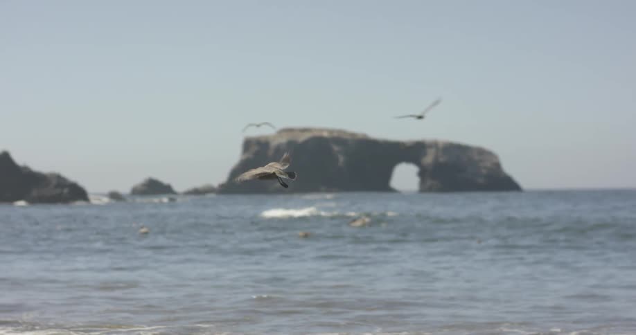 Birds fly above the ocean water on the beach