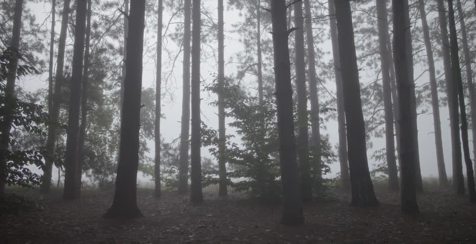 A misty forest