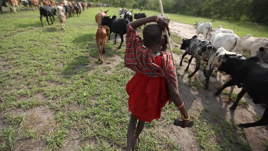 A child herding cattle