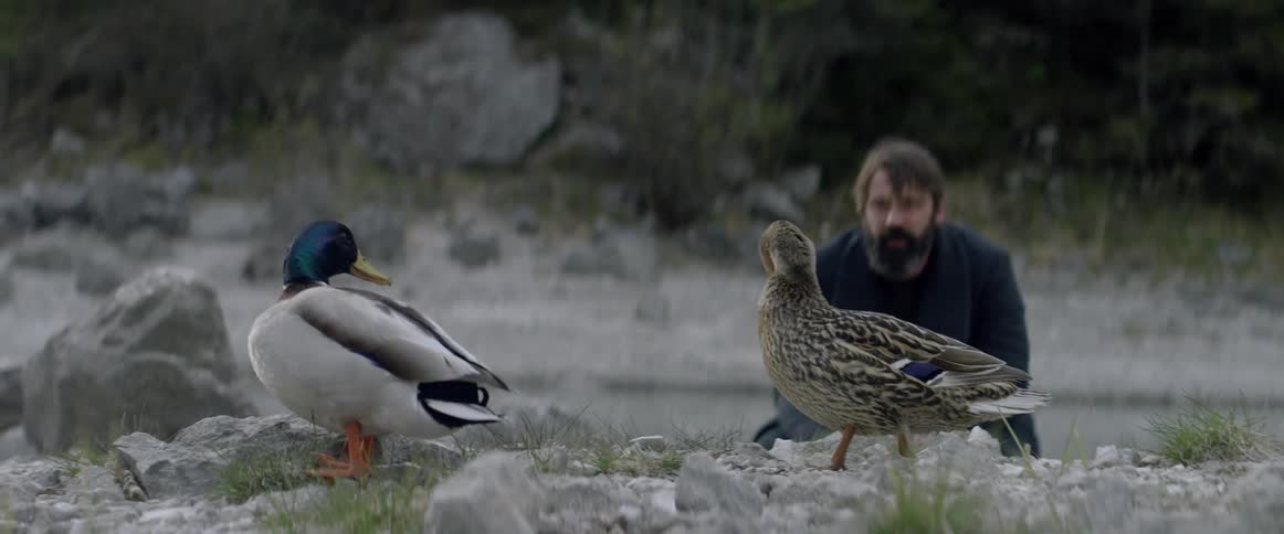 A man is crouched looking at some ducks