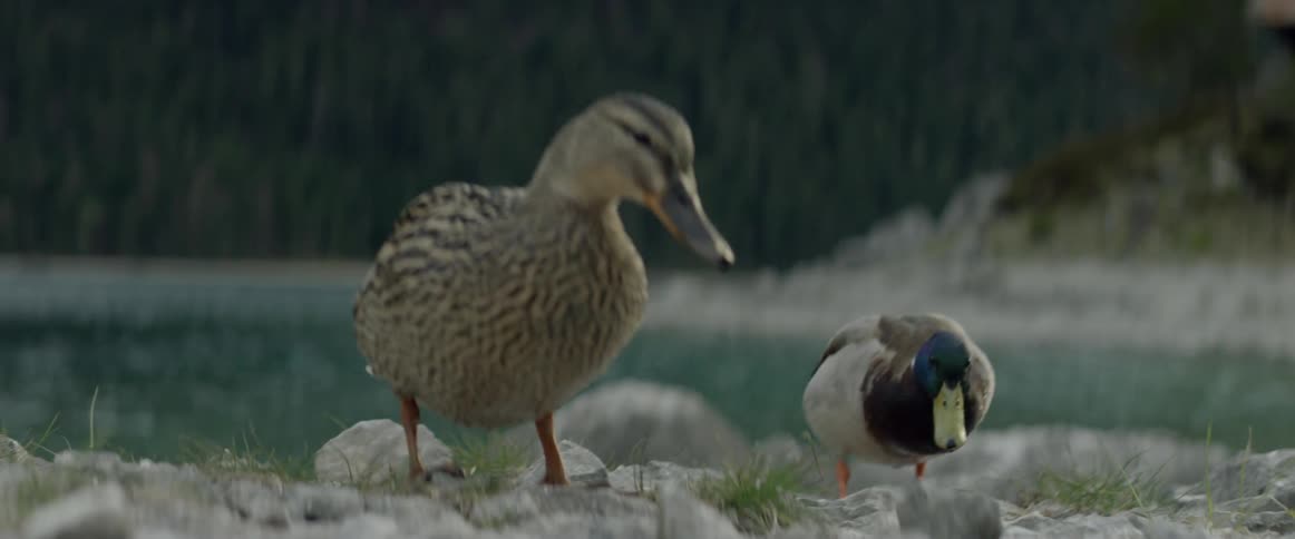 Ducks stand by the water