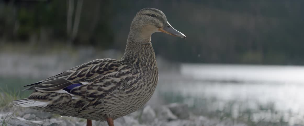 A duck stands by the water on a sunny day