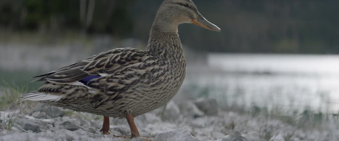 A duck stands on rocks at the edge of a body of water