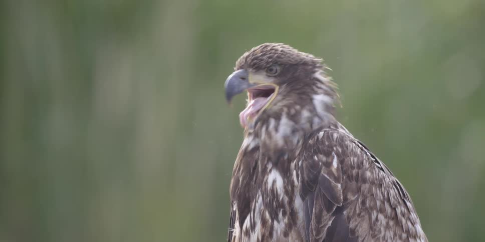 An eagle opens its beak and shakes its head