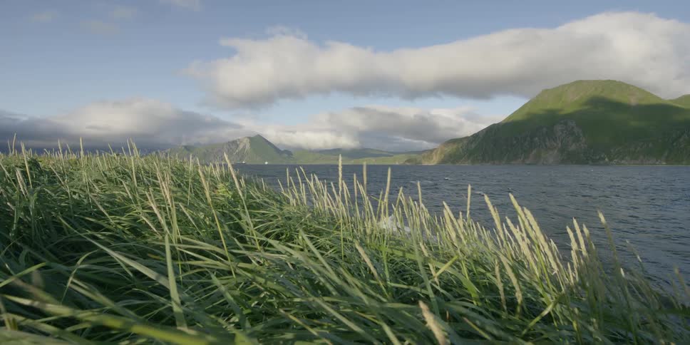 Grass blows in the wind by the water