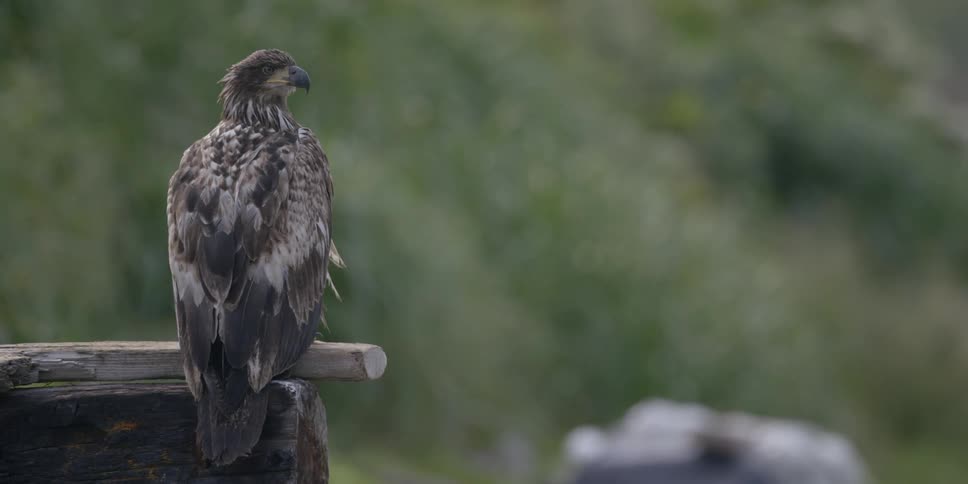An eagle perched on a post is surveying its surrounding during the day