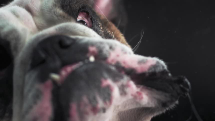 A dog shakes his head and sprays saliva into the air
