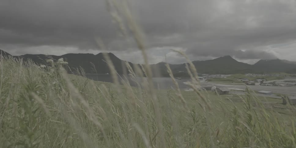 Grass in the breeze