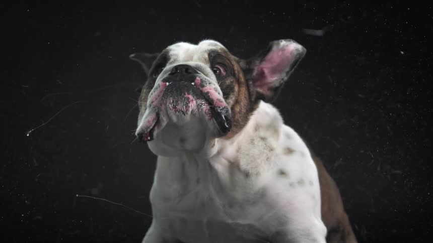 A dog shaking it's head in slow motion