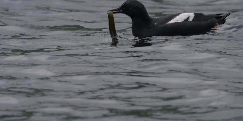 A bird grabs a fish from beneath the surface of the water