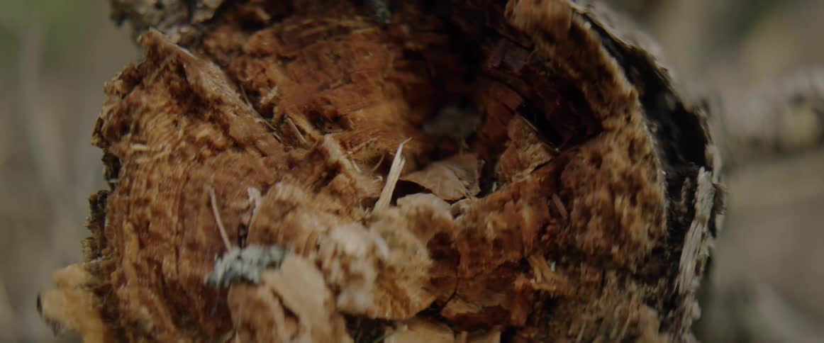 The core of a tree is exposed in a broken tree stump