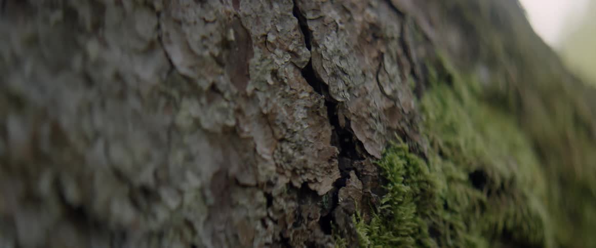 Moss covering tree bark