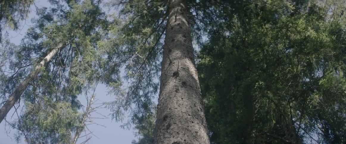 Large tree in the woods on a sunny day