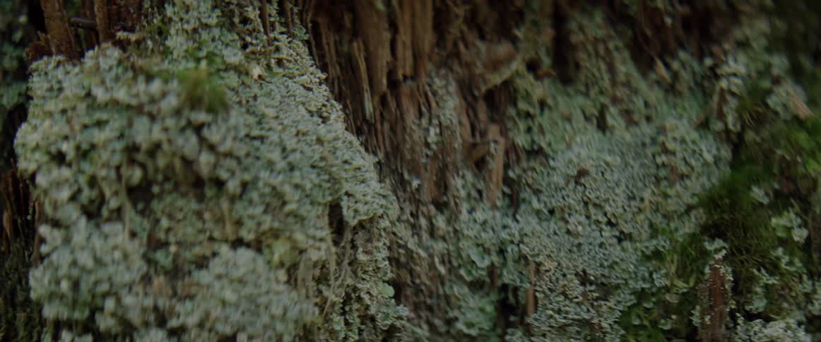 Fungus grows on the trunk of a tree