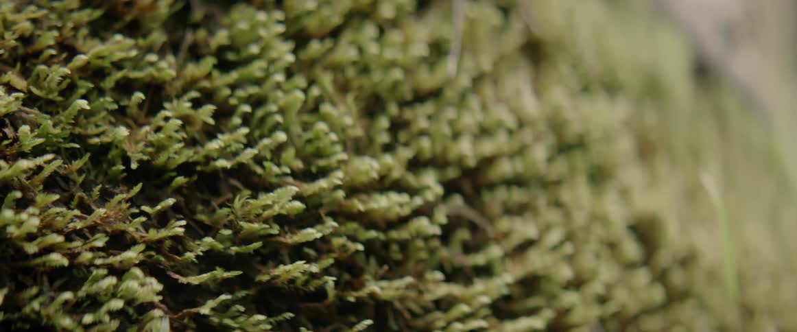 Moss is growing on a surface in daylight