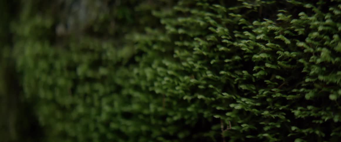 A green plant covers the ground