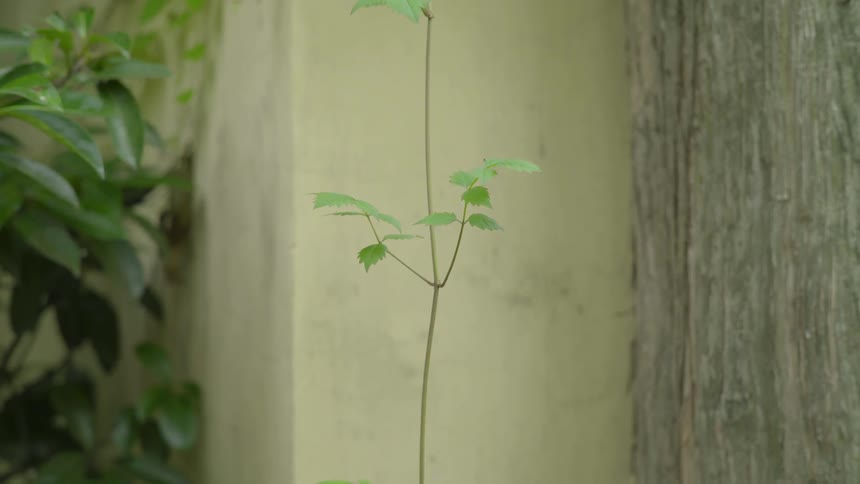 A single small branch with leaves attached is swaying in the wind
