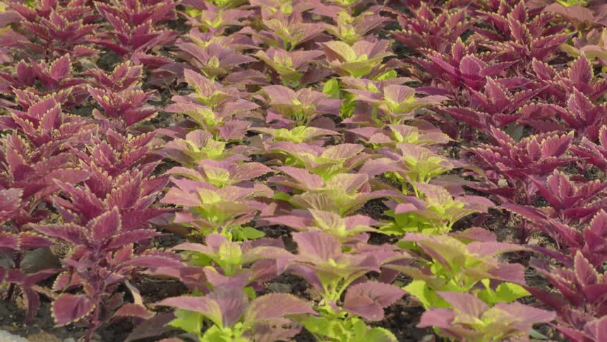 Purple ground covering plants bristle slightly in the breeze