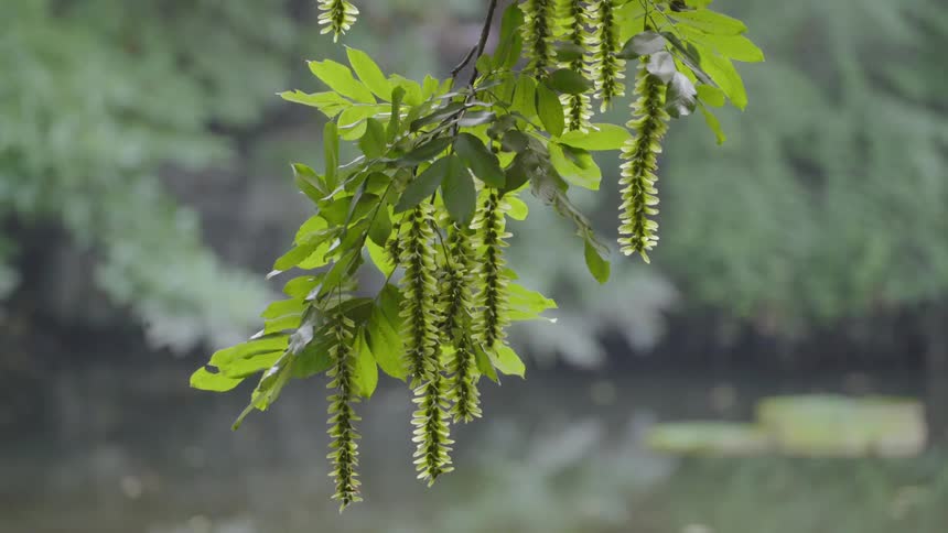 Leaves are dangling down from a tree with a lake in the background