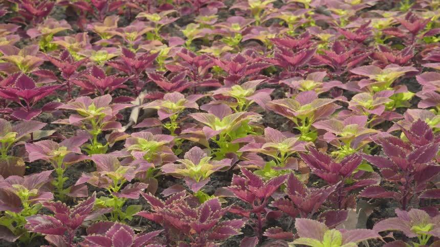Purple and green plants cover the grounds