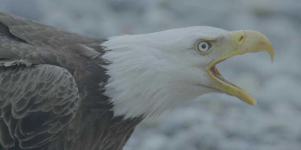 A bald eagle is screeching