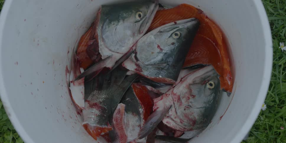 Discarded fish heads and guts in a bucket