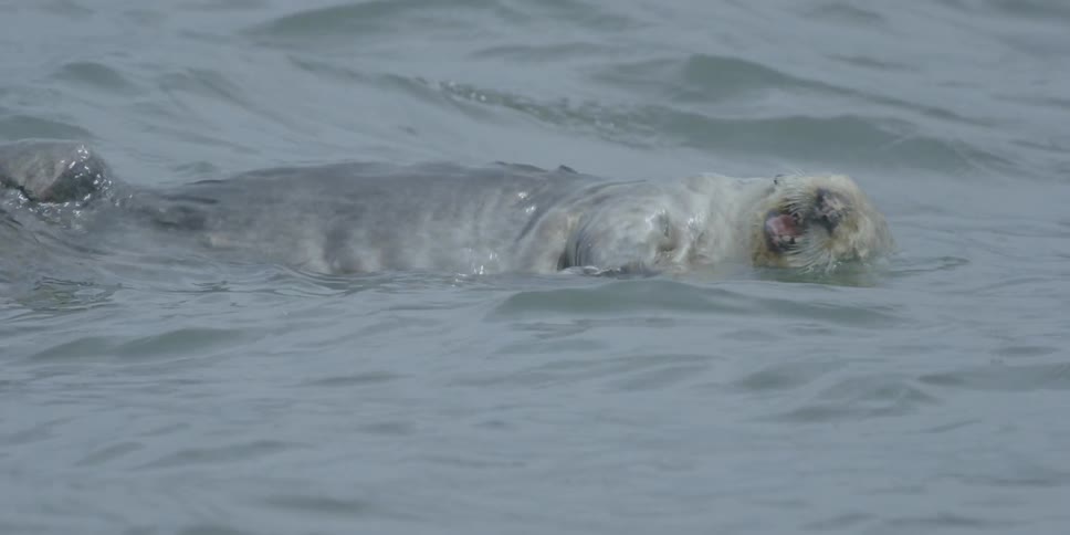 An otter is floating on its back and eating something