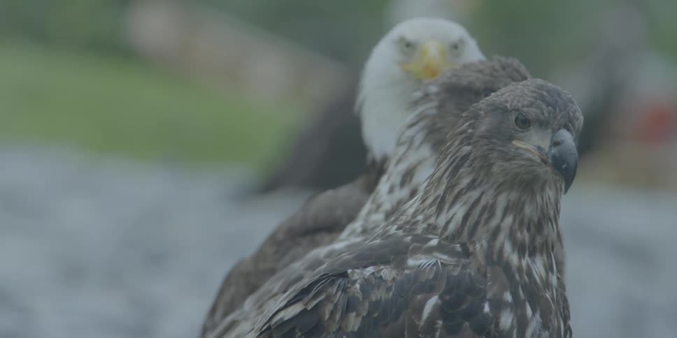 Eagles standing together on beach