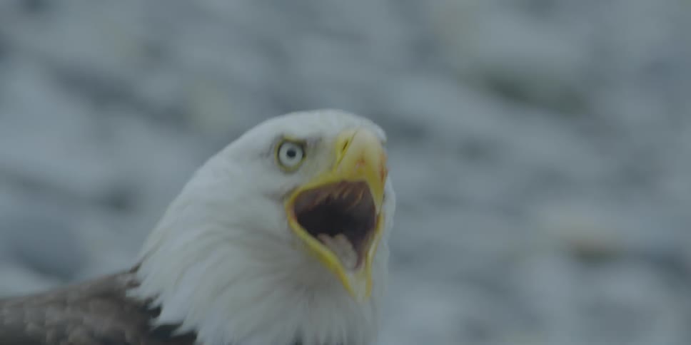A bald eagle caws and opens its mouth