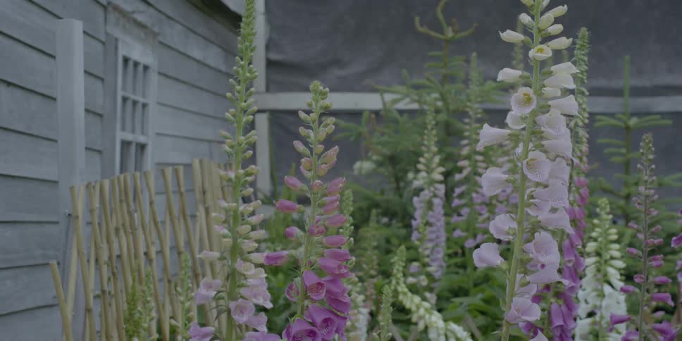 Grass and flowers sway in the breeze next to a building