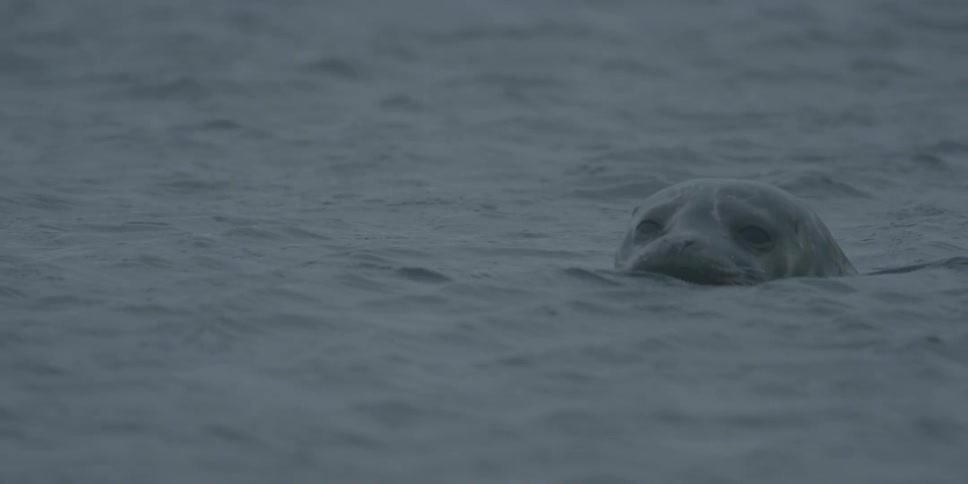 A seal swims in the ocean while raining