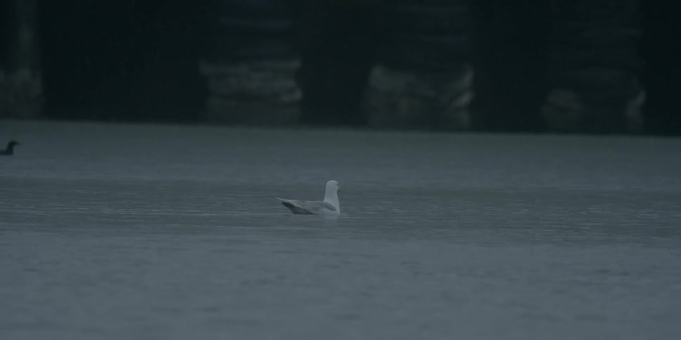 Two seagulls are floating in water
