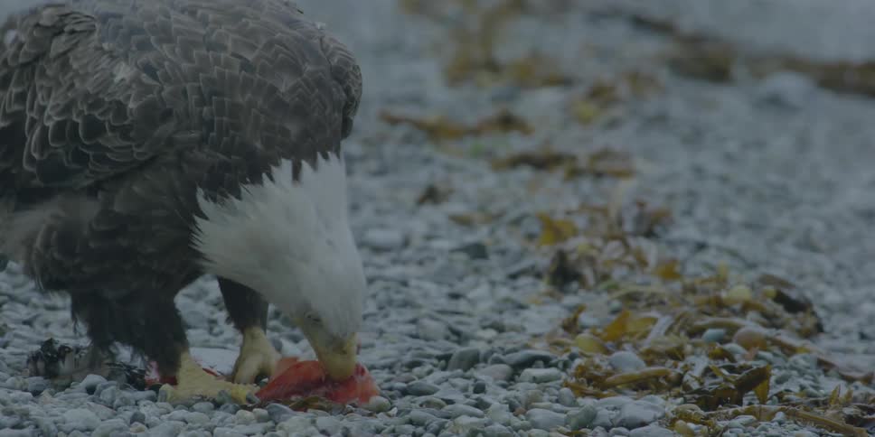 A bald eagle eats salmon meat on the shore