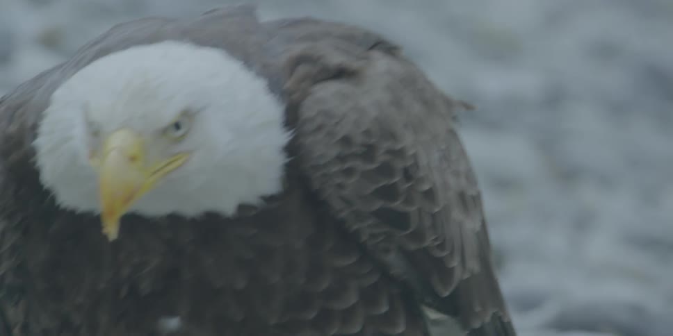 Eagle leans forward while walking on rocks