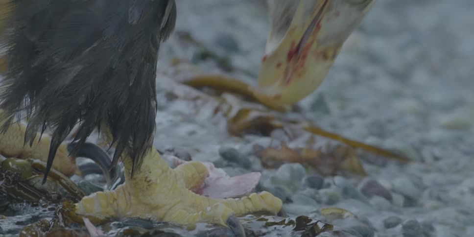 A bald eagle eats salmon on a beach