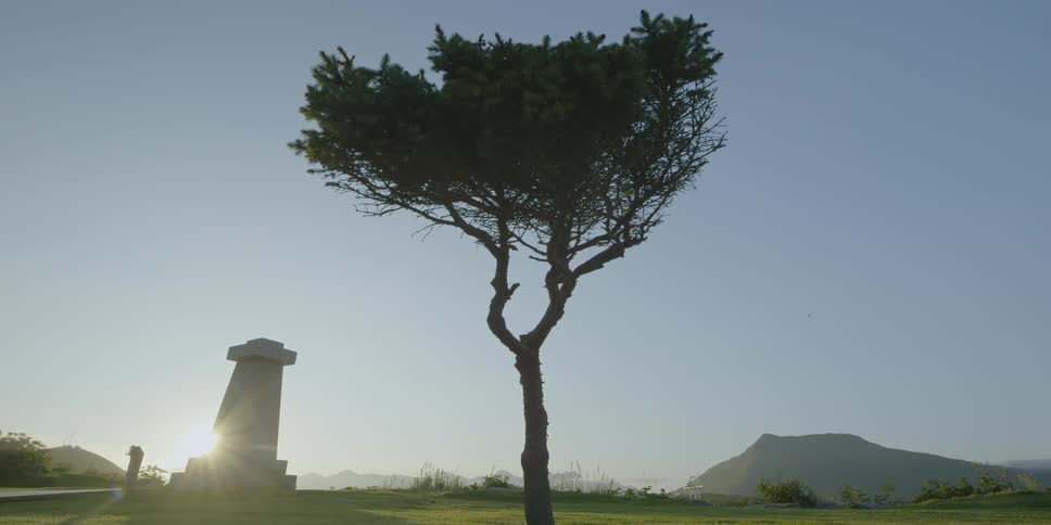 The sun shines behind a lone tree