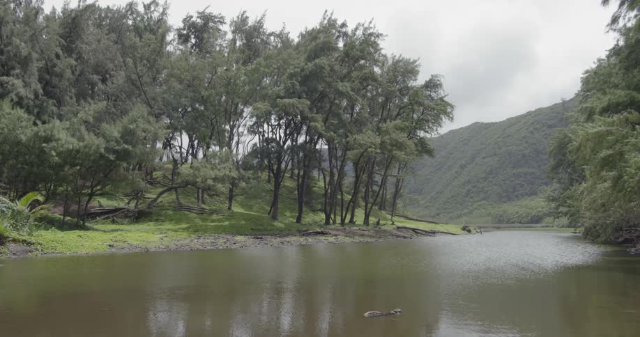 Trees line the side of a flowing river on an overcast day