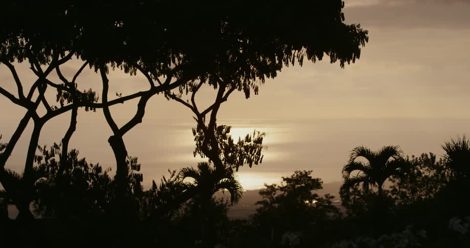 The sun sets behind tall trees